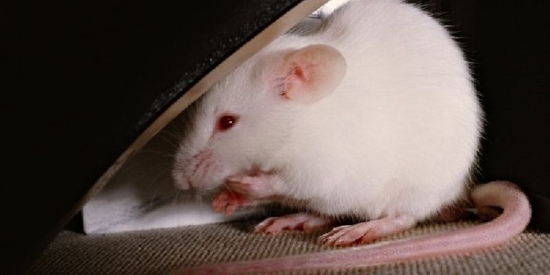 Giải mã chi tiết nằm mơ thấy chuột đánh số mấy